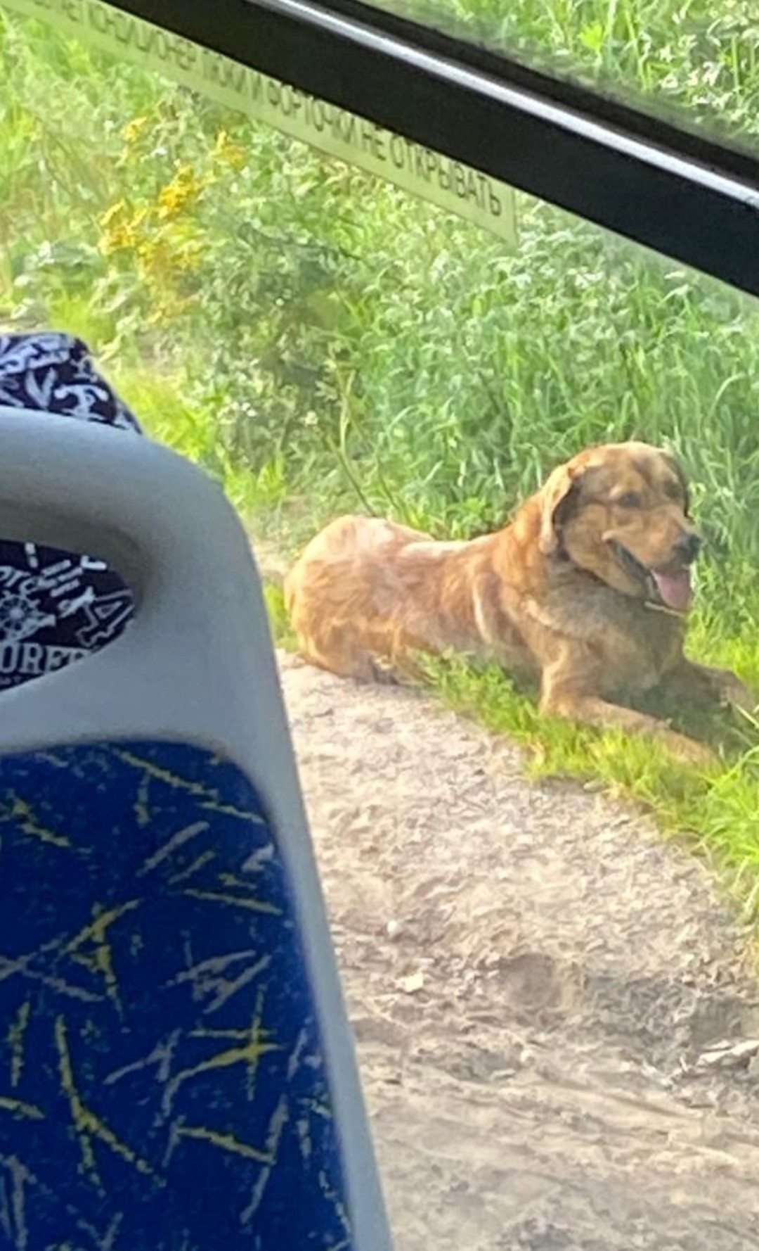 Найдена собака в Твери — фото объявления