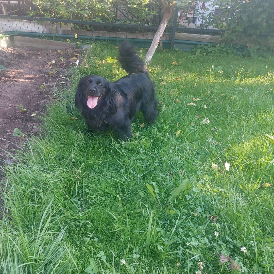 Найдена собака в Твери — фото объявления