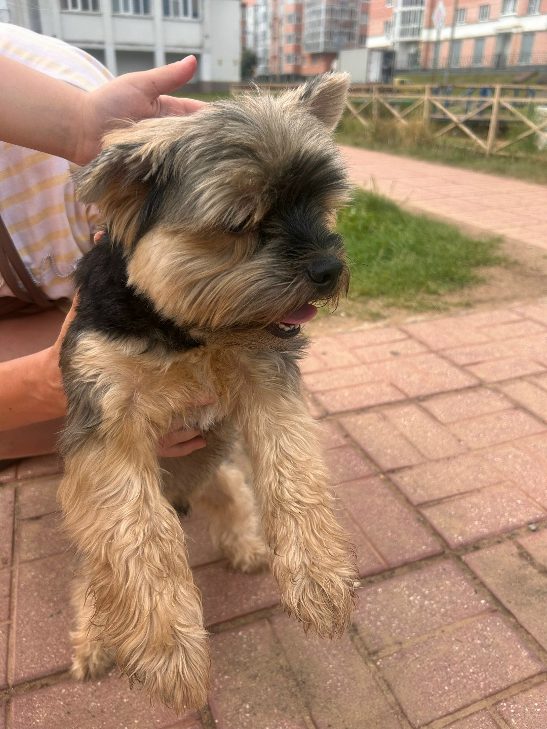 Найдена собака в Твери — фото объявления