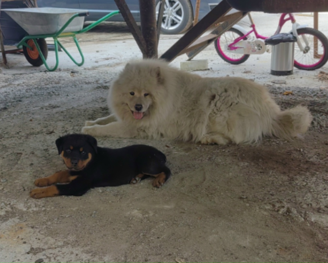 Пропала собака в Брянске — фото объявления