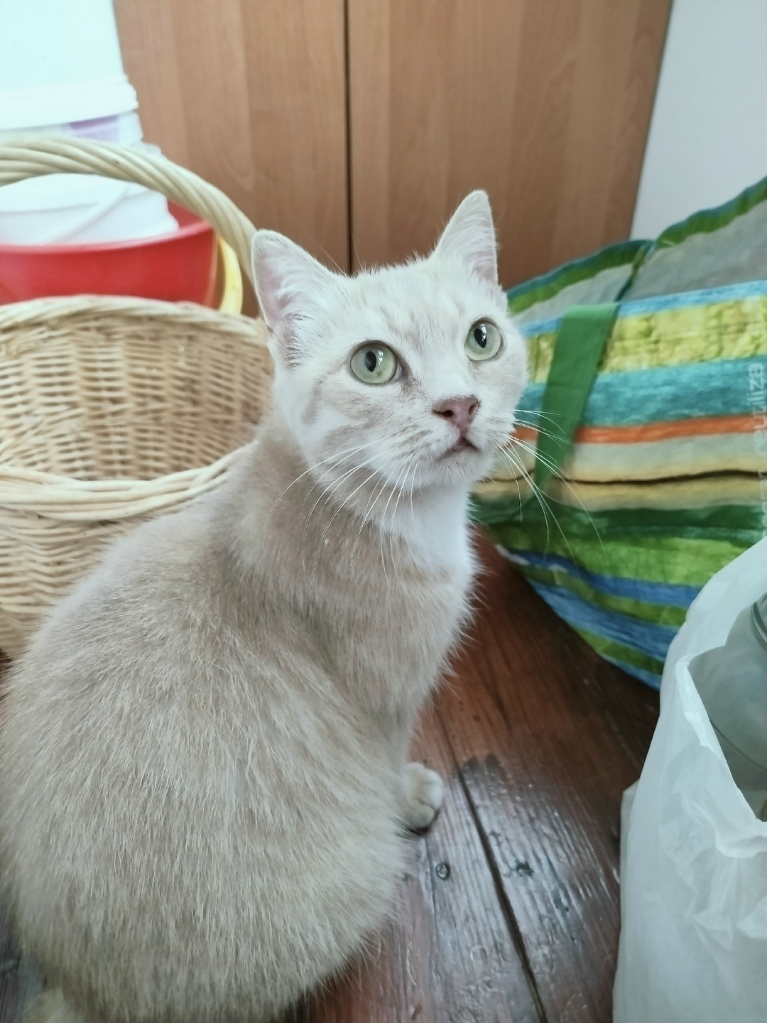 Найдена кошка в Брянске — фото объявления