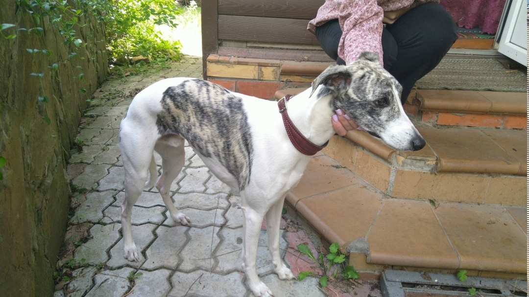 Пропала собака в Брянске — фото объявления