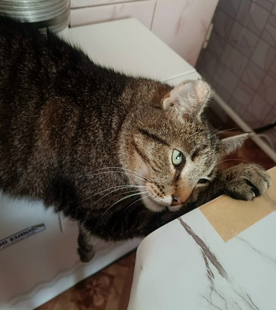 Пропала собака в Брянске — фото объявления