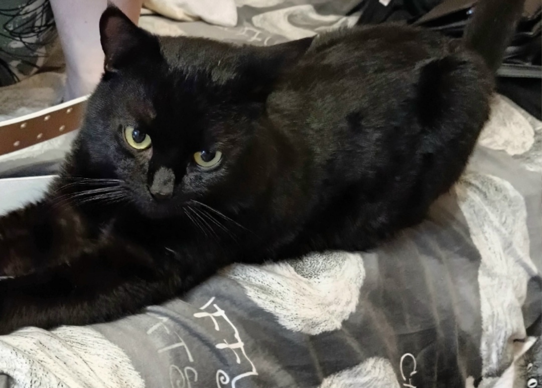 Пропала кошка в Брянске — фото объявления