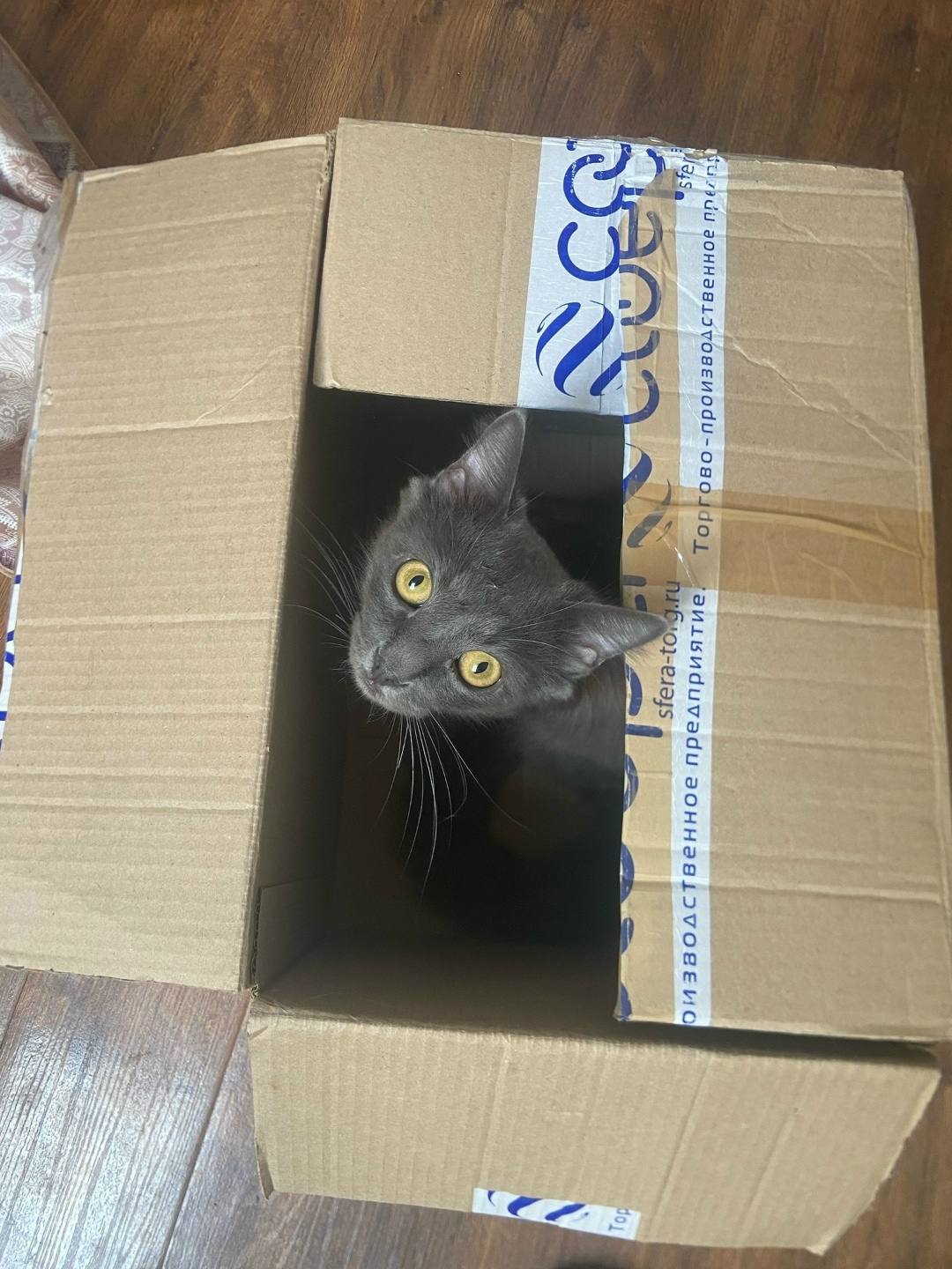 Пропала кошка в Брянске — фото объявления