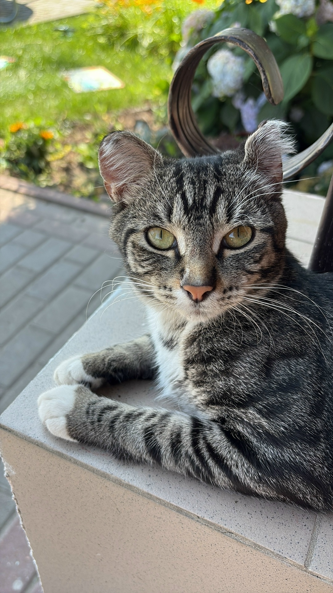 Пропала кошка в Брянске — фото объявления