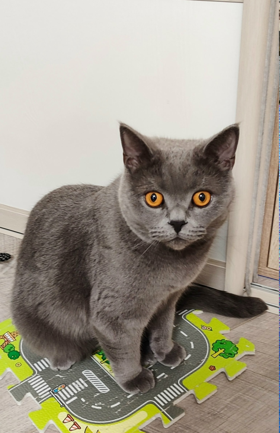 Пропала кошка в Брянске — фото объявления