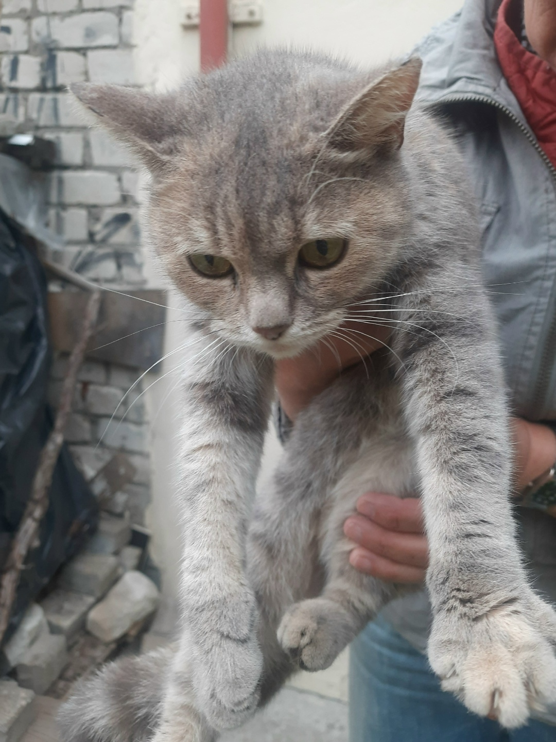 Найдена кошка в Брянске — фото объявления