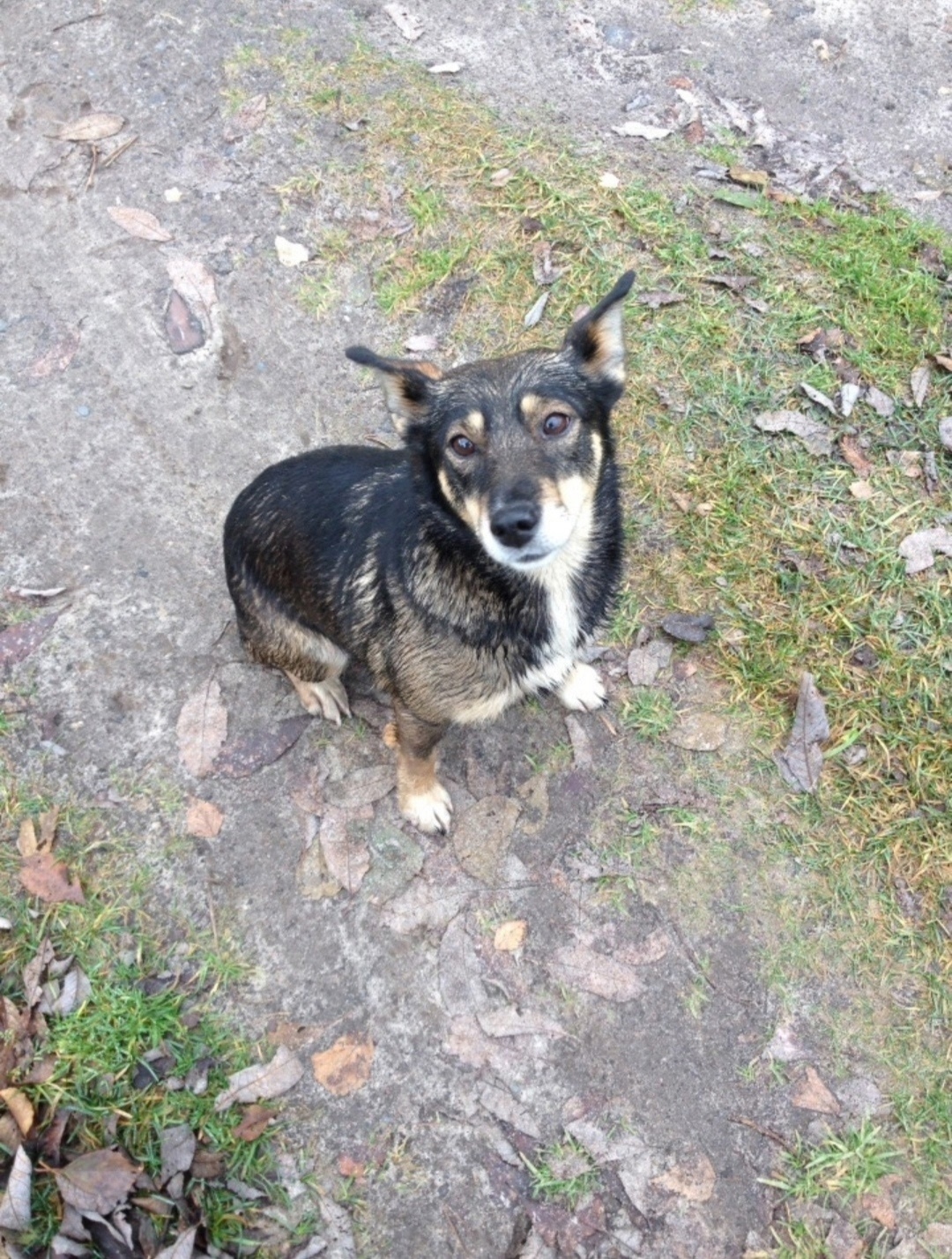 Пропала собака в Брянске — фото объявления