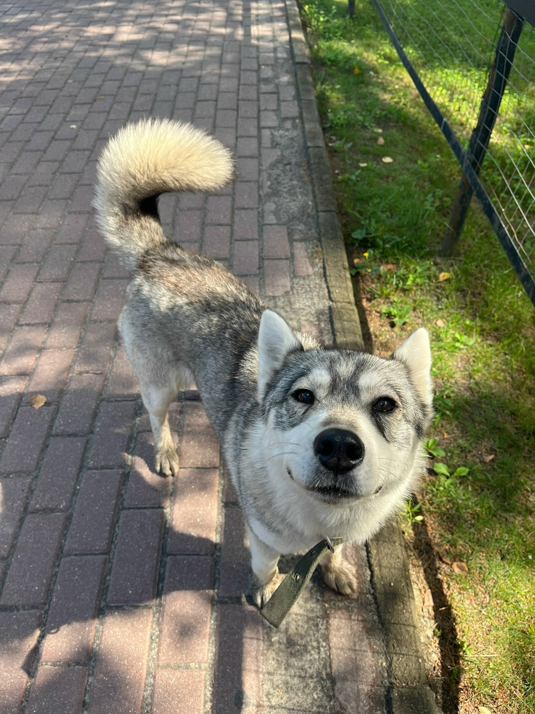 Пропала собака в Брянске — фото объявления