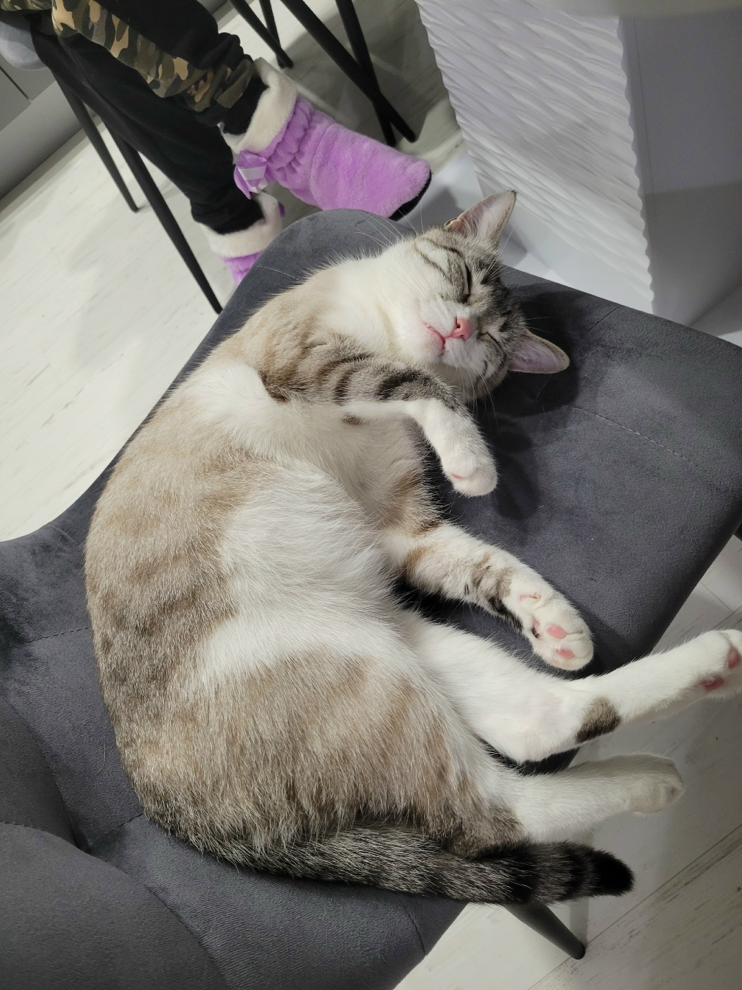 Пропала кошка в Брянске — фото объявления