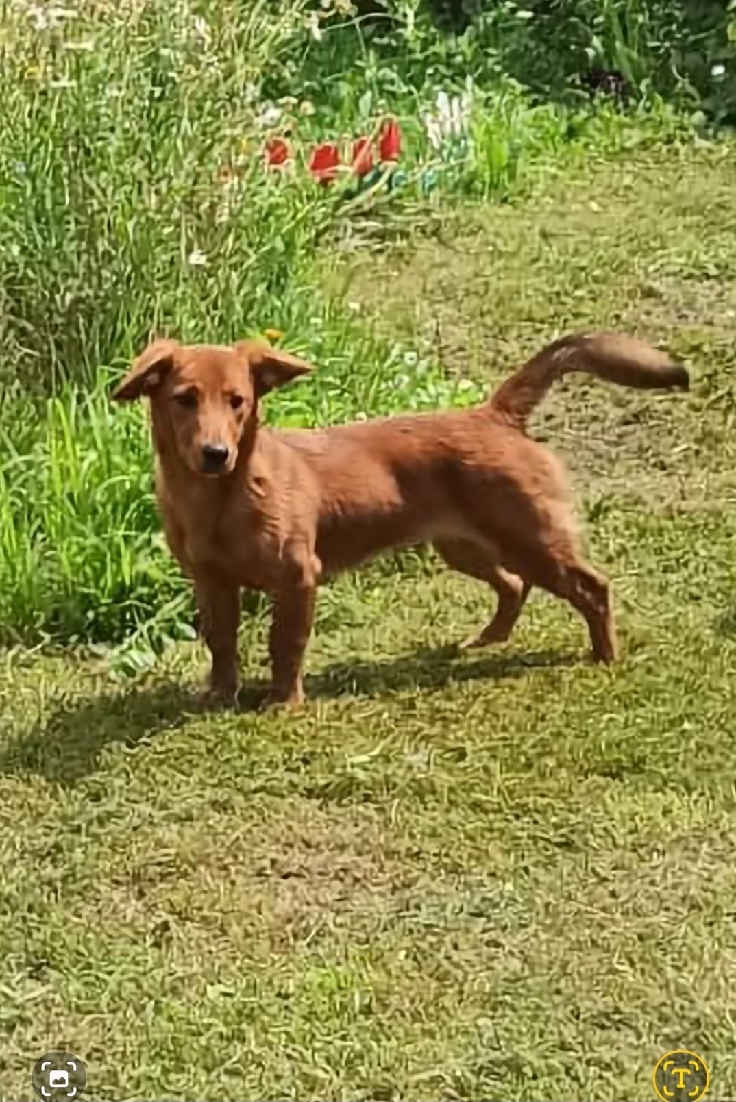 Найдена собака в Брянске — фото объявления