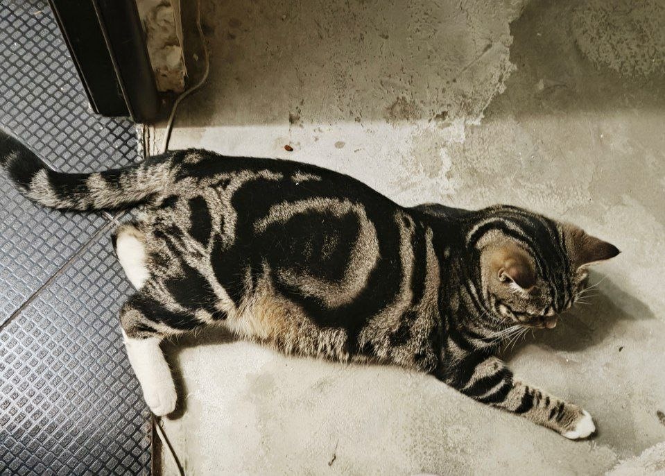 Пропала кошка в Брянске — фото объявления