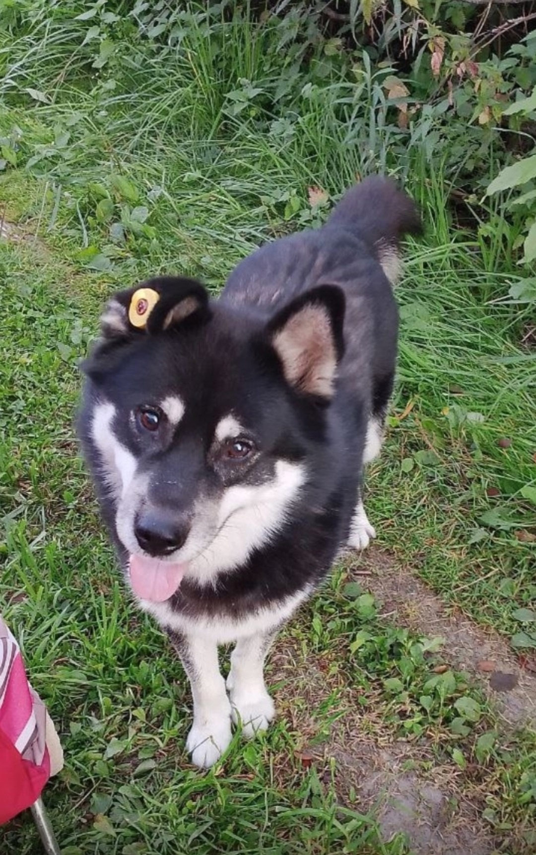 Пропала собака в Брянске — фото объявления