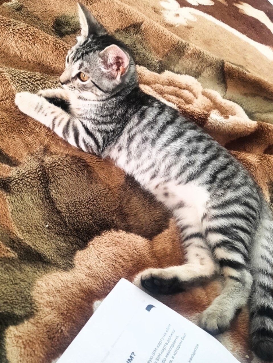 Пропала кошка в Брянске — фото объявления