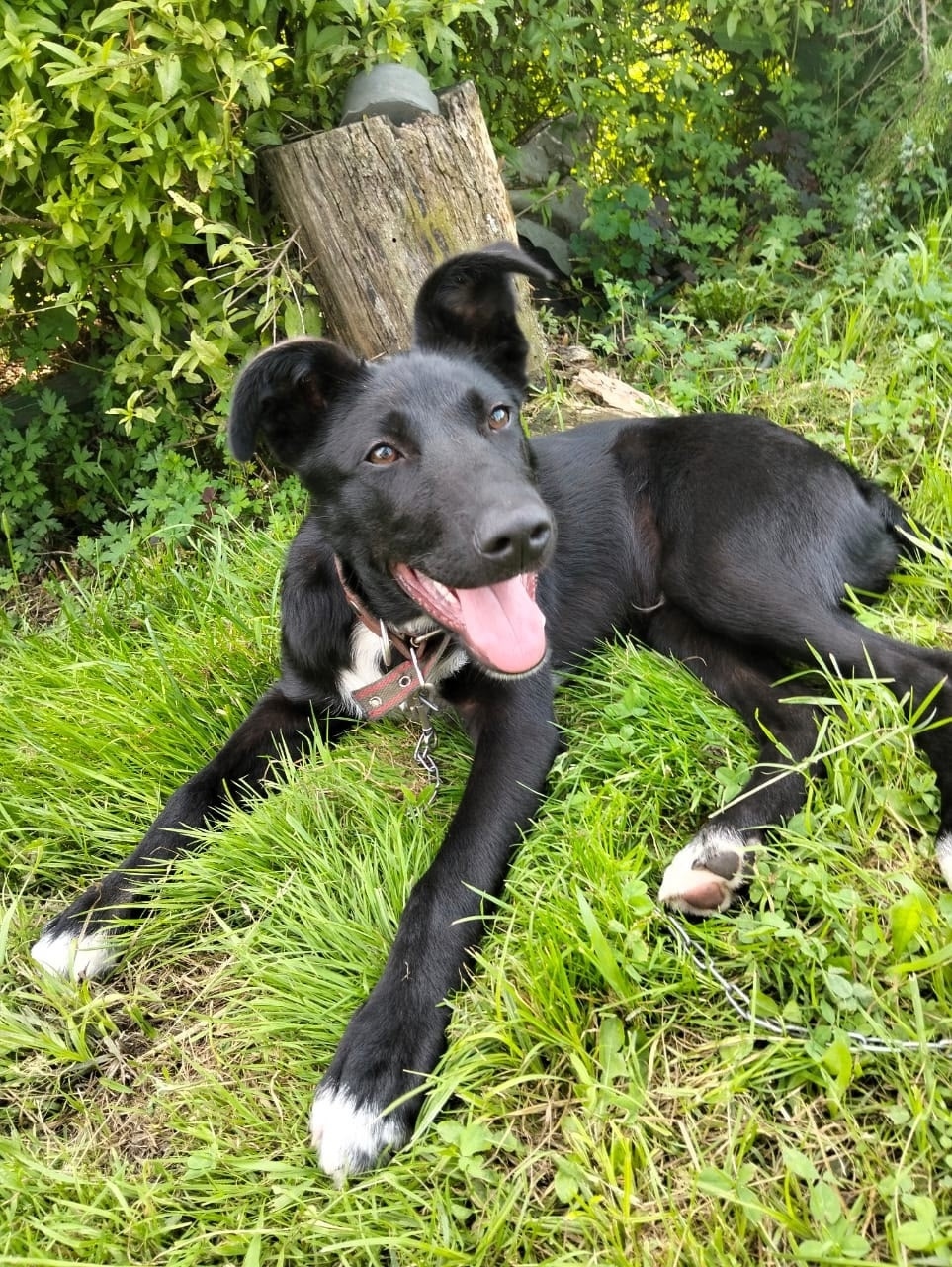 Найдена собака в Брянске — фото объявления