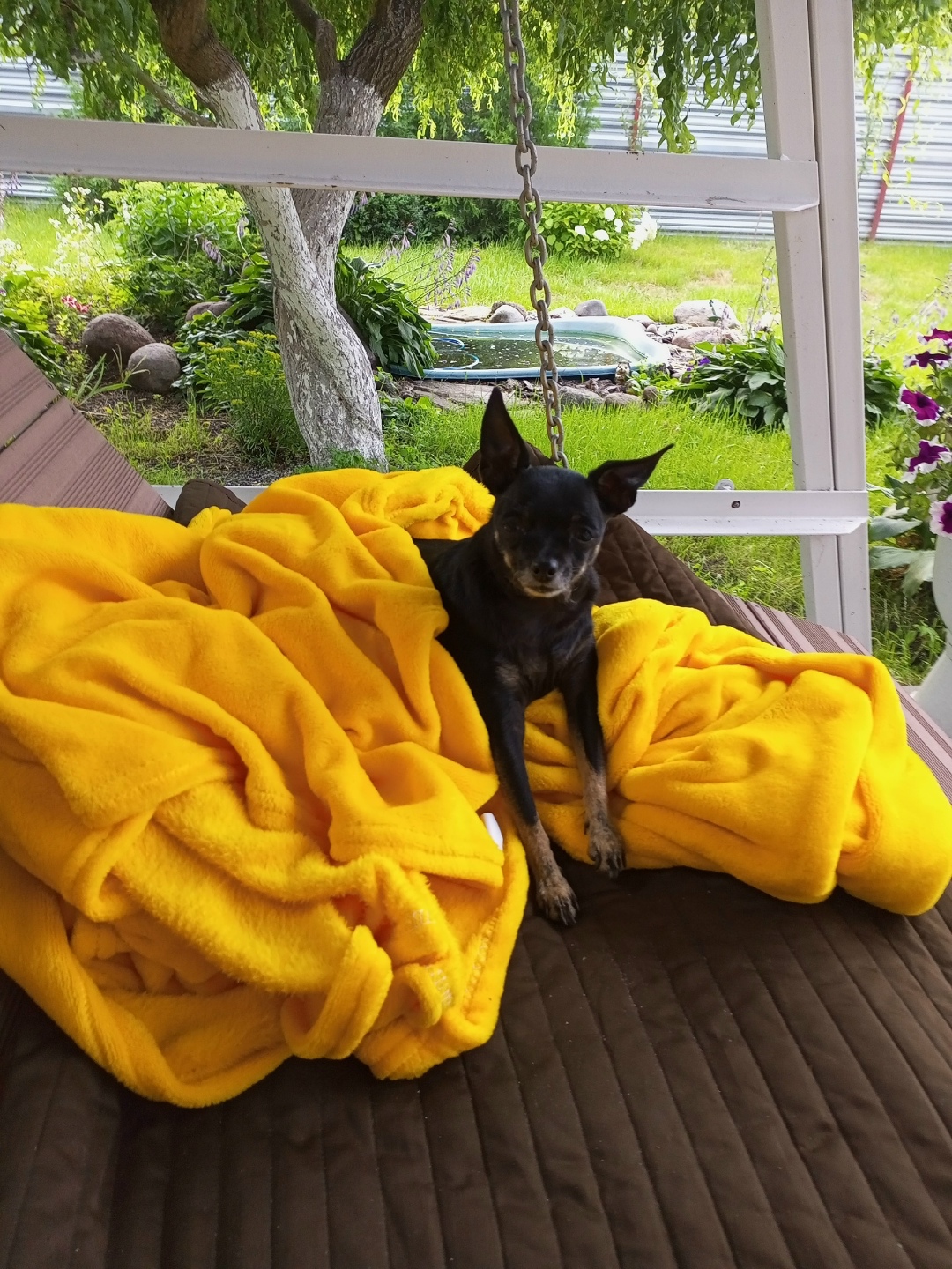 Пропала собака в Брянске — фото объявления