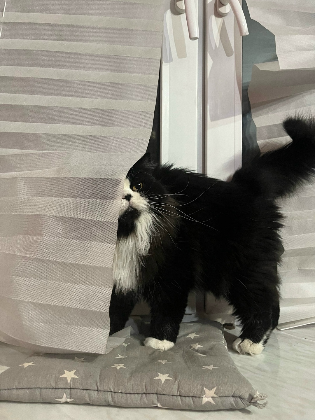 Пропала кошка в Брянске — фото объявления