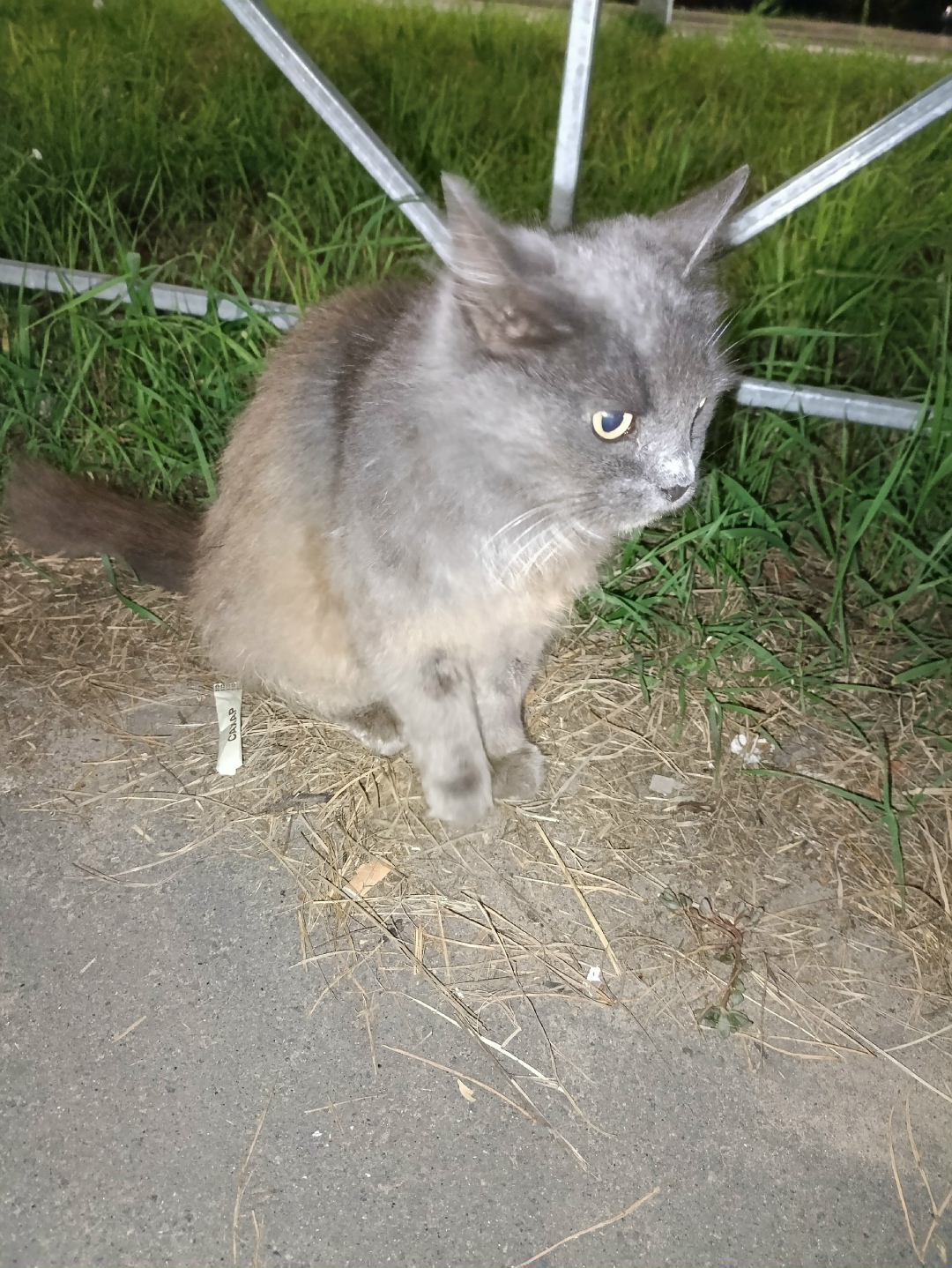 Найдена кошка в Брянске — фото объявления