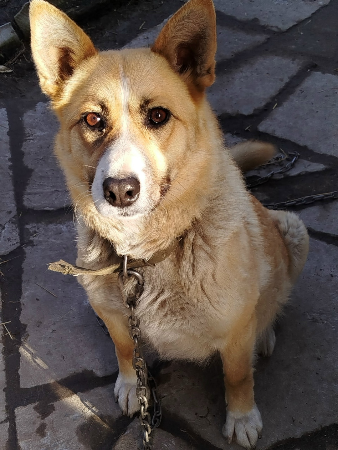 Пропала собака в Брянске — фото объявления