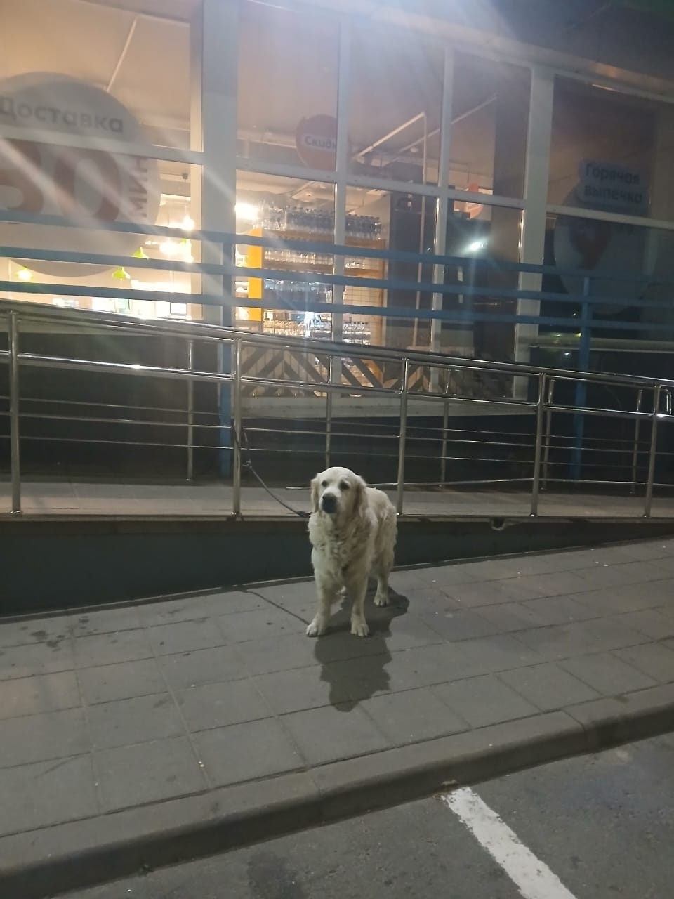 Пропала собака в Брянске — фото объявления