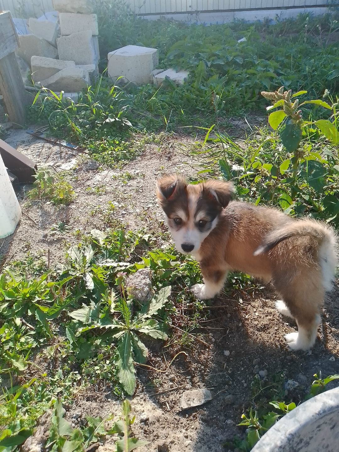 Найдена собака в Брянске — фото объявления