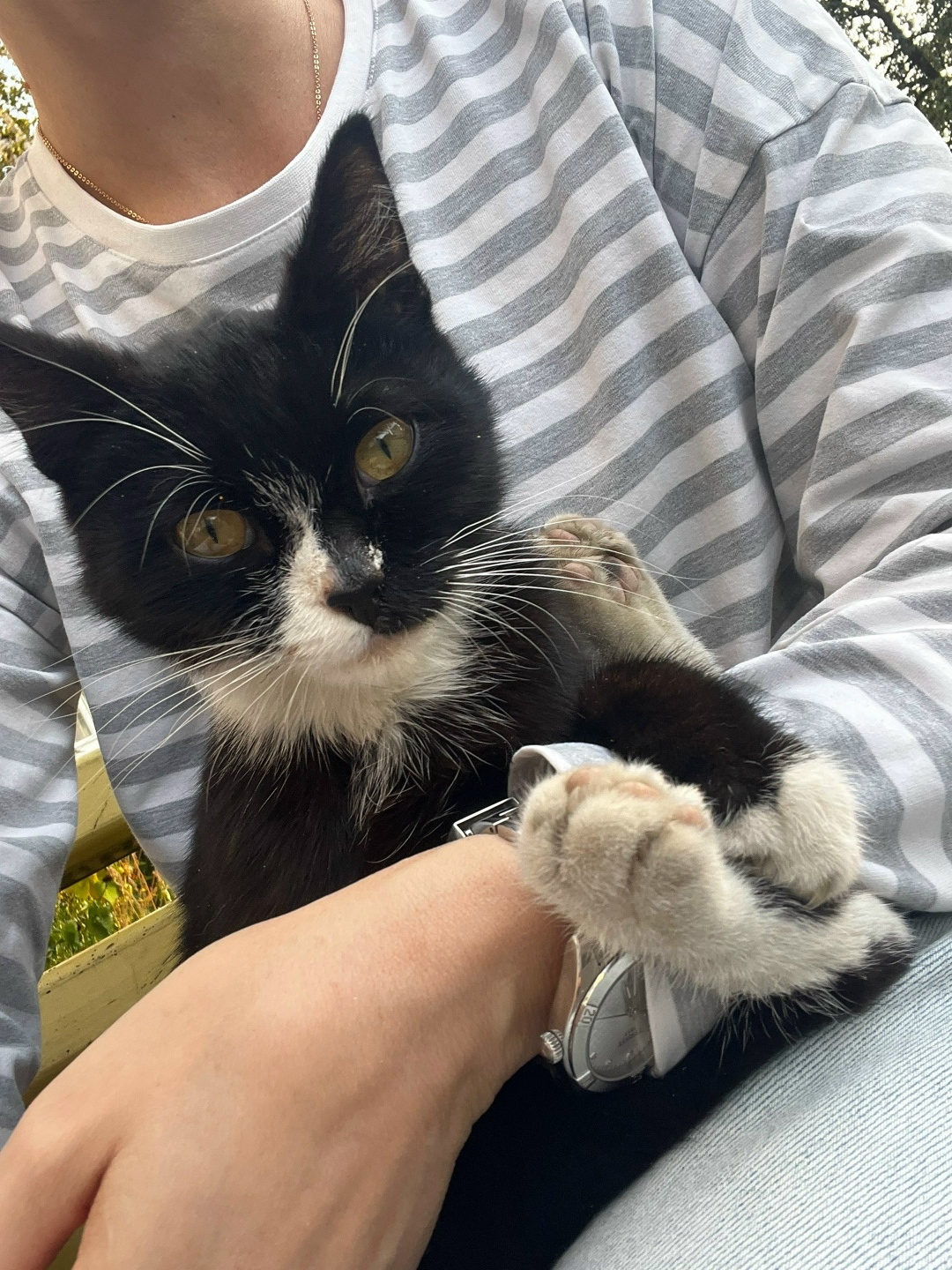 Найдена кошка в Брянске — фото объявления