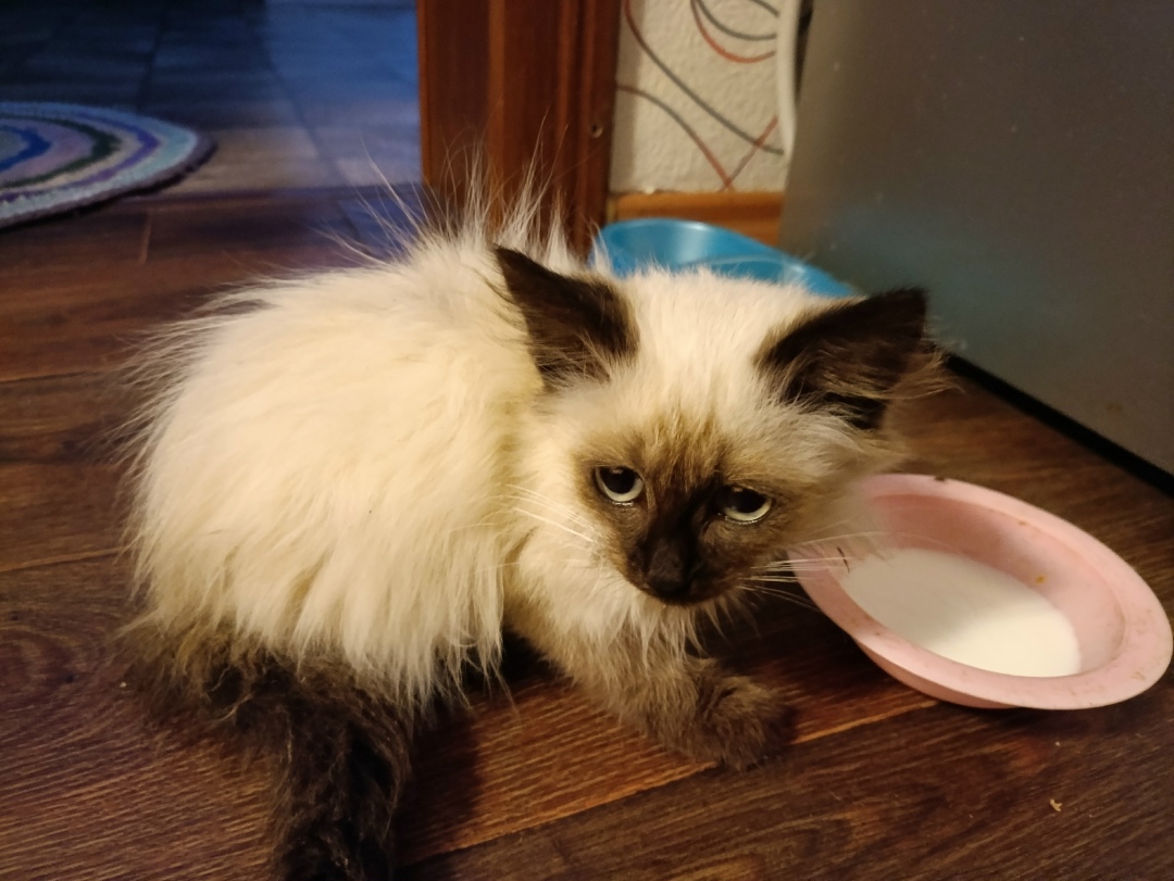 Найдена кошка в Брянске — фото объявления