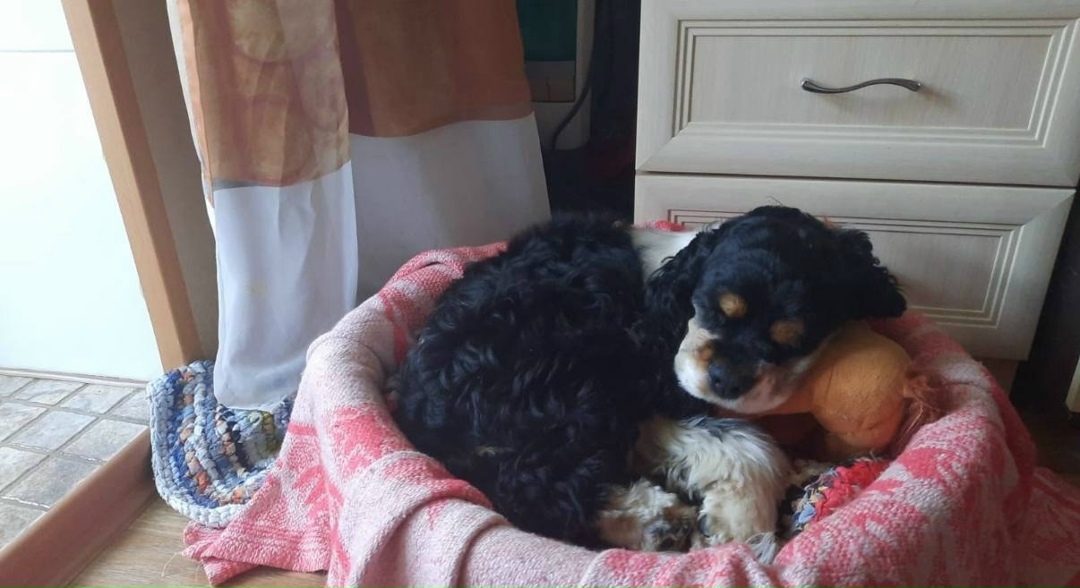 Пропала собака в Брянске — фото объявления