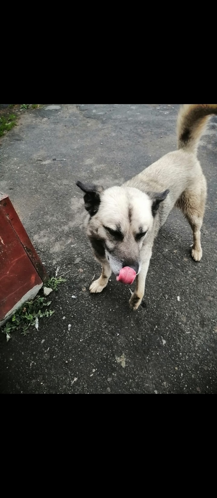 Найдена собака в Брянске — фото объявления