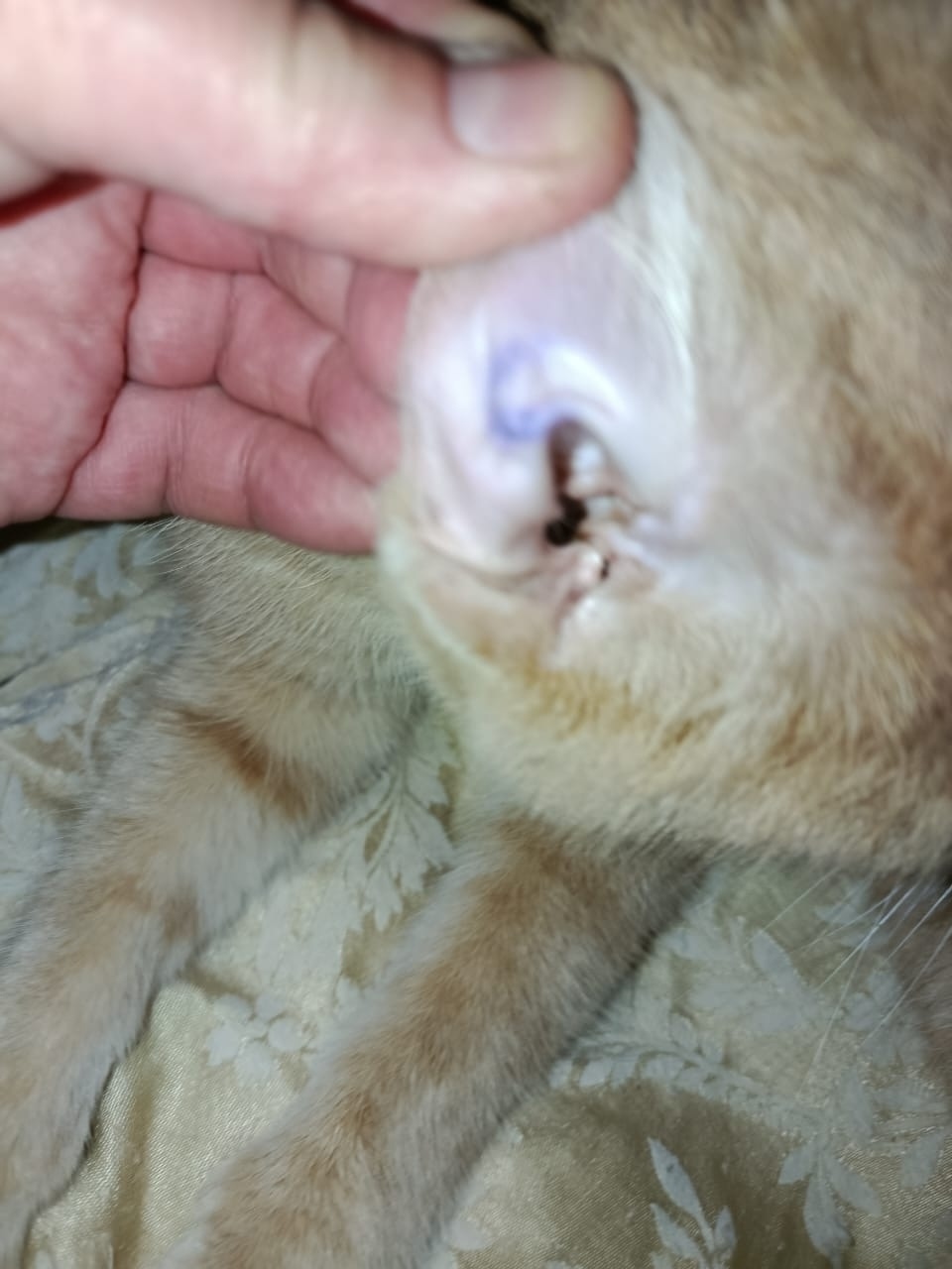 Найдена кошка в Брянске — фото объявления