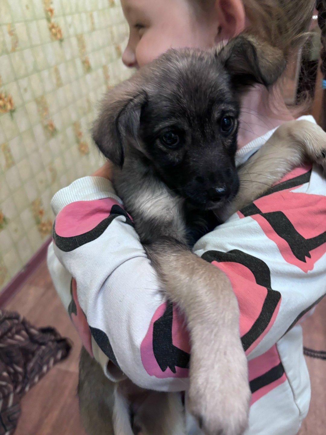 Найдена собака в Брянске — фото объявления