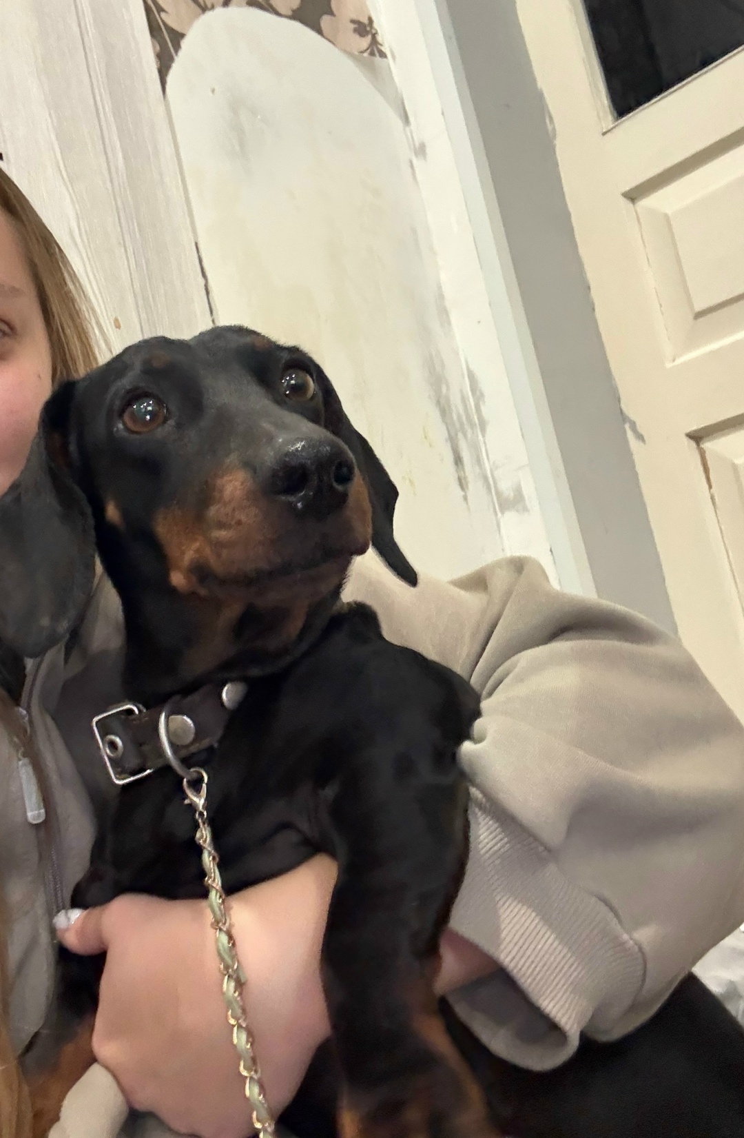 Найдена собака в Брянске — фото объявления