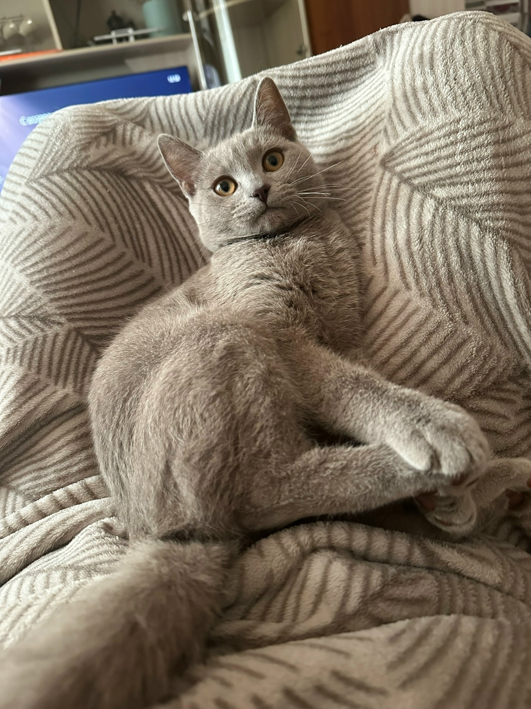 Пропала кошка в Брянске — фото объявления