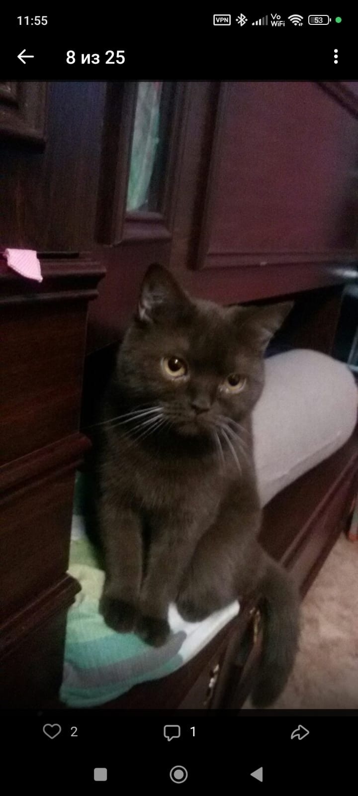 Пропала кошка в Брянске — фото объявления