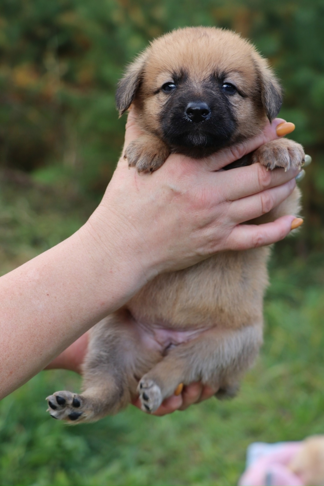 Найдена собака в Брянске — фото объявления