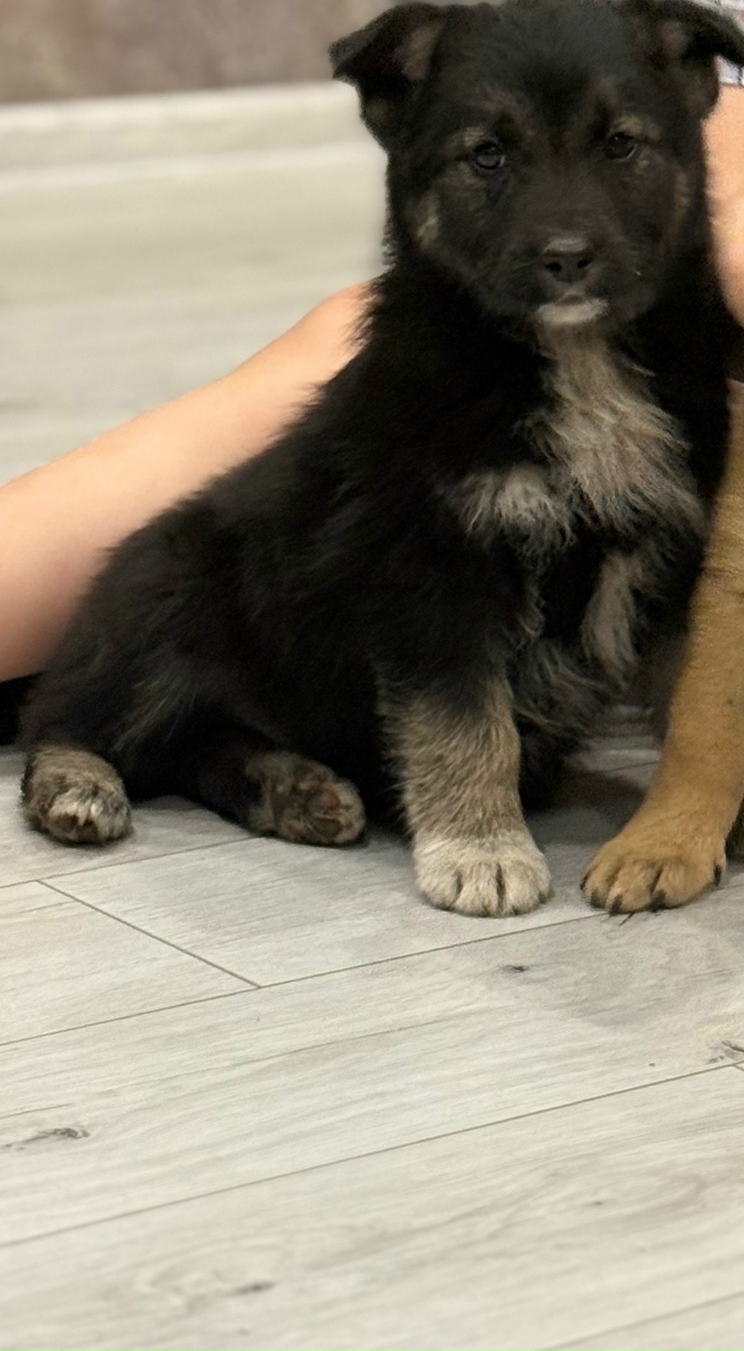 Пропала собака в Брянске — фото объявления