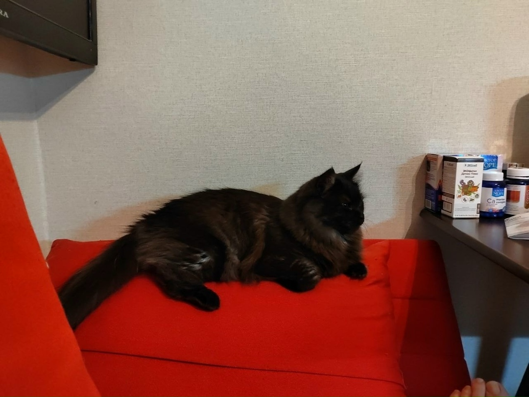 Пропала кошка в Брянске — фото объявления