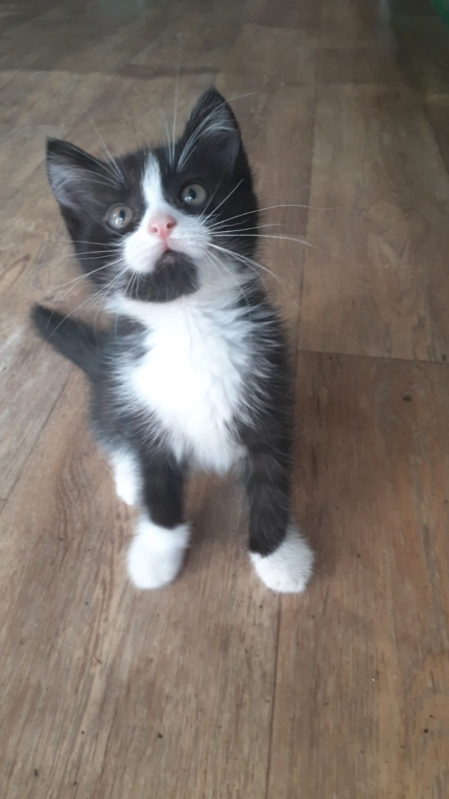 Найдена кошка в Брянске — фото объявления