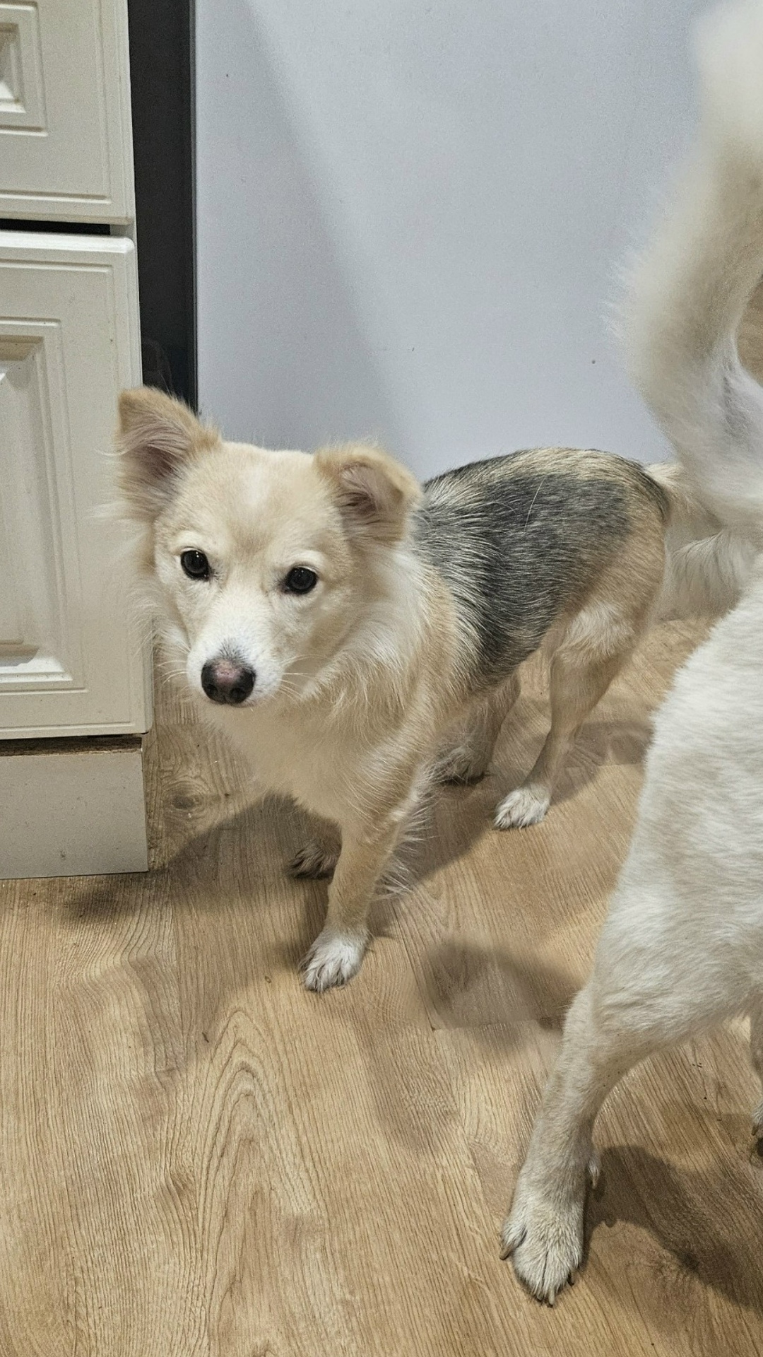 Найдена собака в Брянске — фото объявления