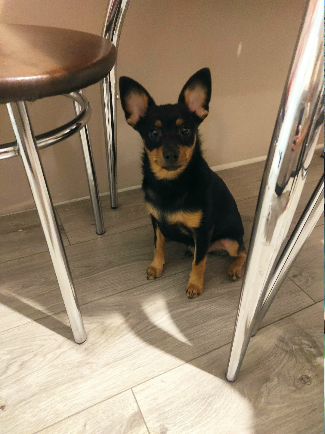 Найдена собака в Брянске — фото объявления