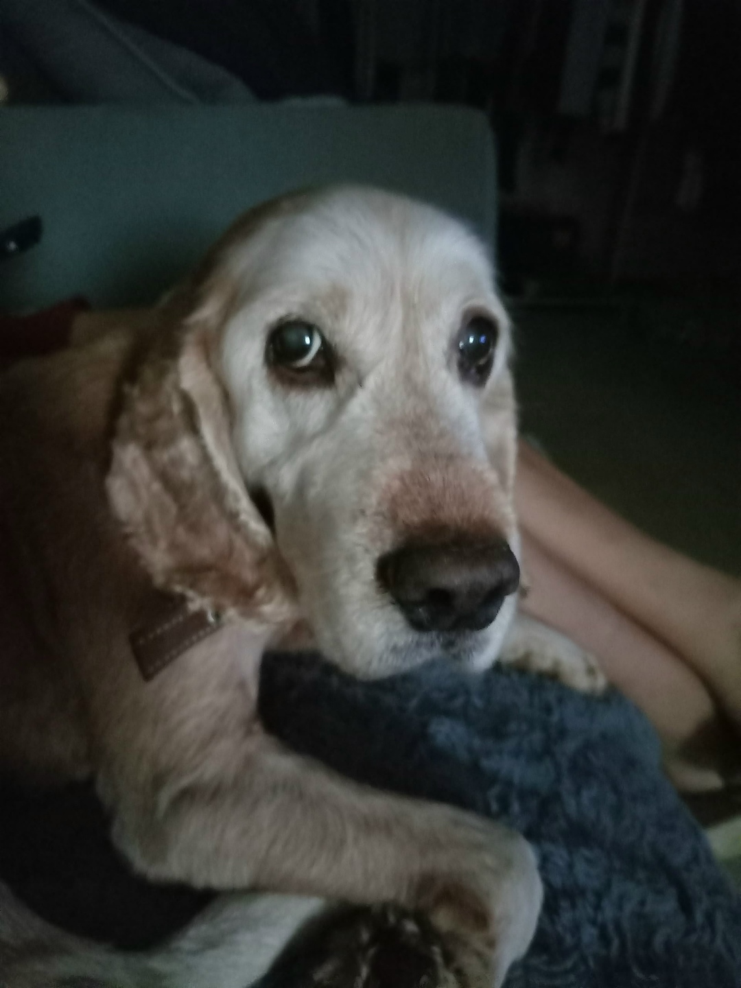 Найдена собака в Брянске — фото объявления