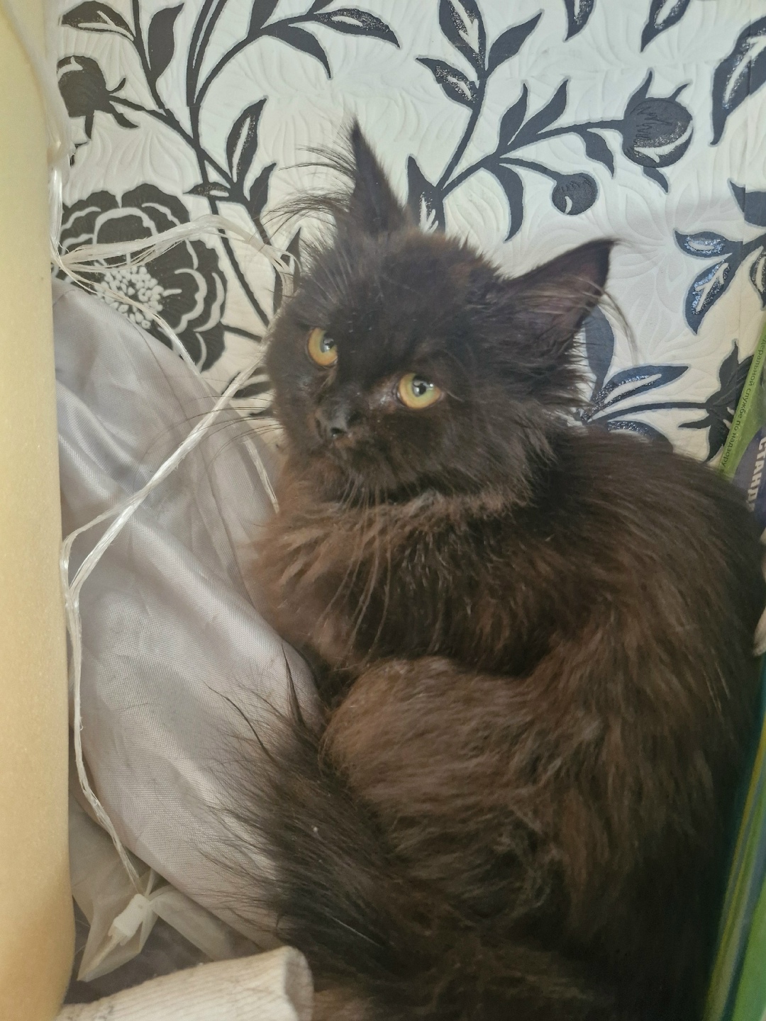 Найдена кошка в Брянске — фото объявления