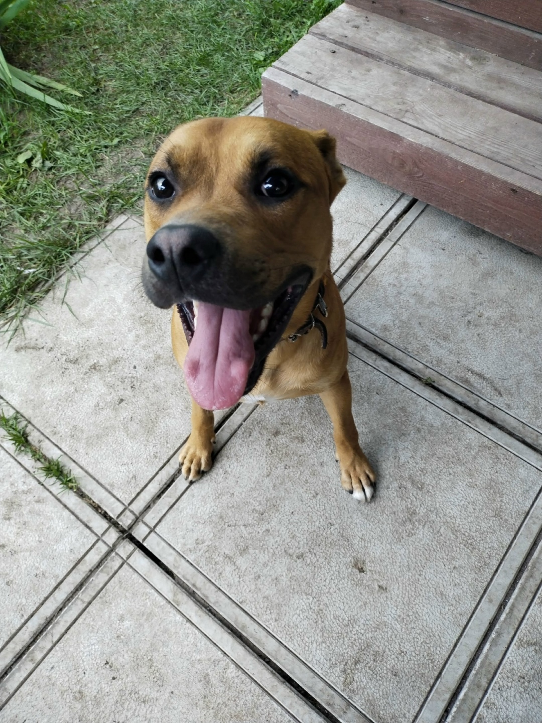 Найдена собака в Брянске — фото объявления