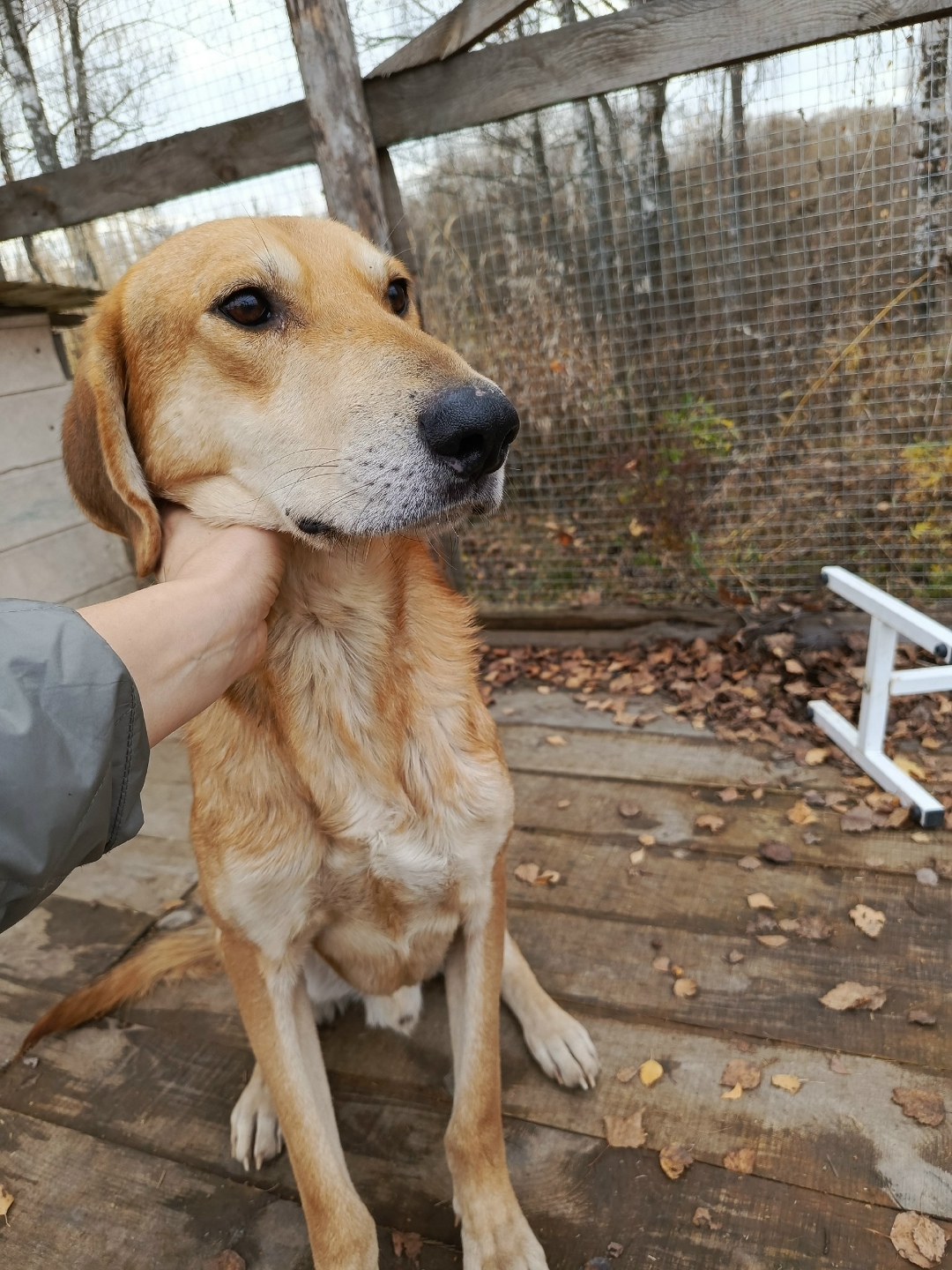 Найдена собака в Брянске — фото объявления