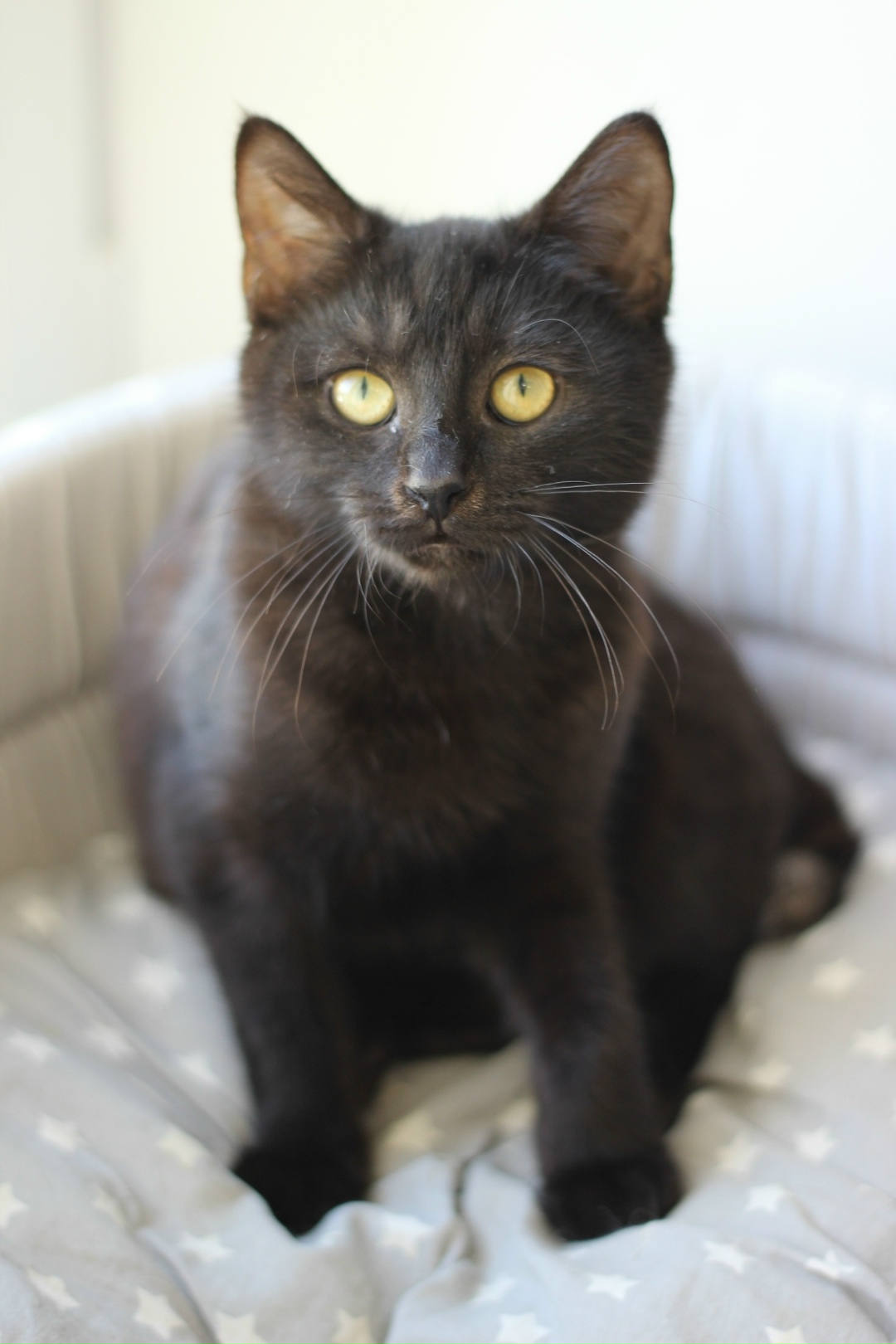 Найдена кошка в Брянске — фото объявления