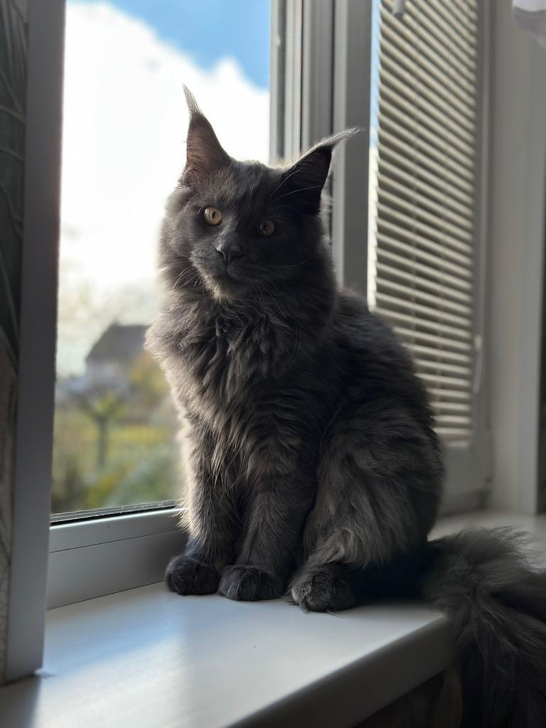 Пропала кошка в Брянске — фото объявления