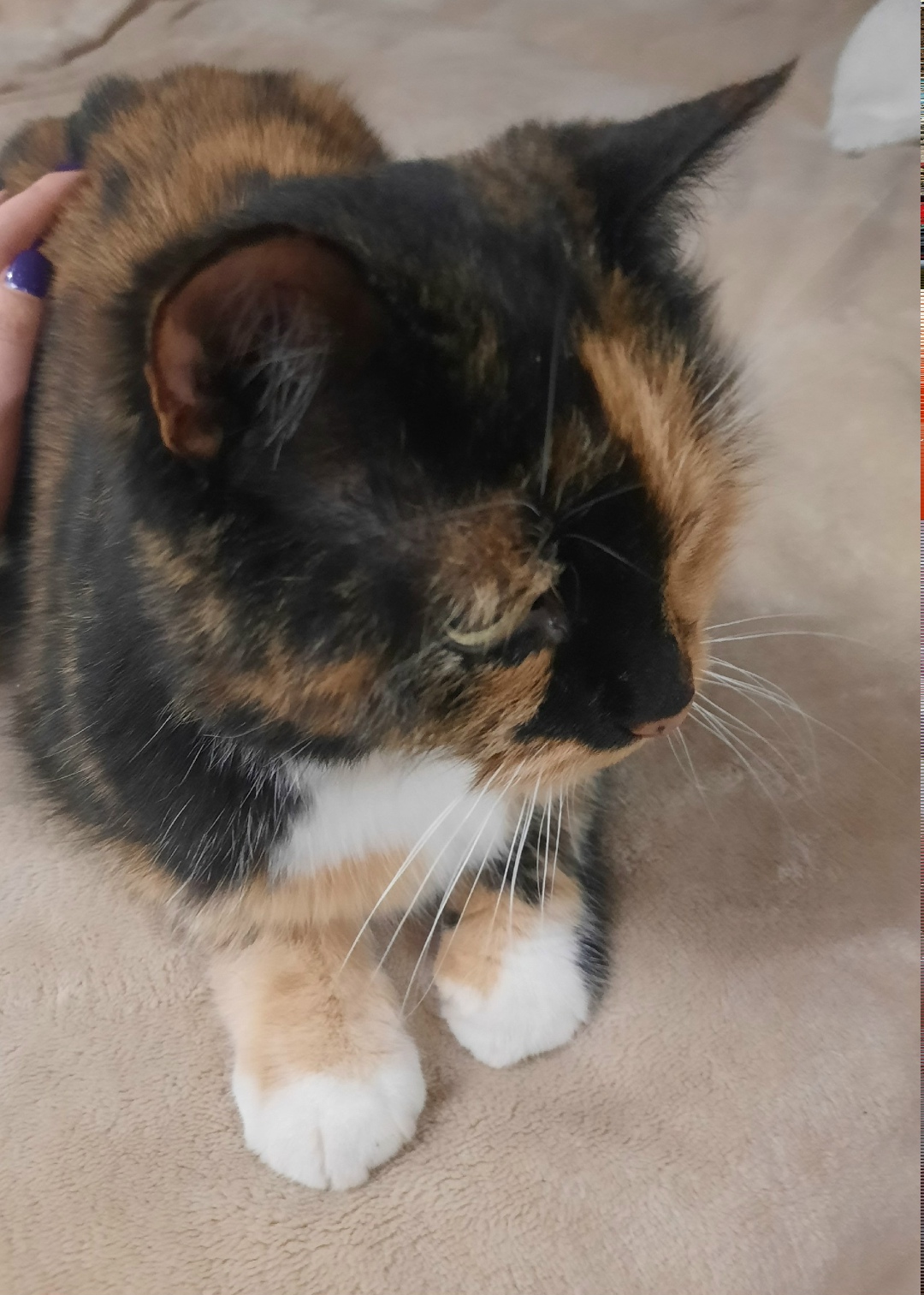 Найдена кошка в Брянске — фото объявления