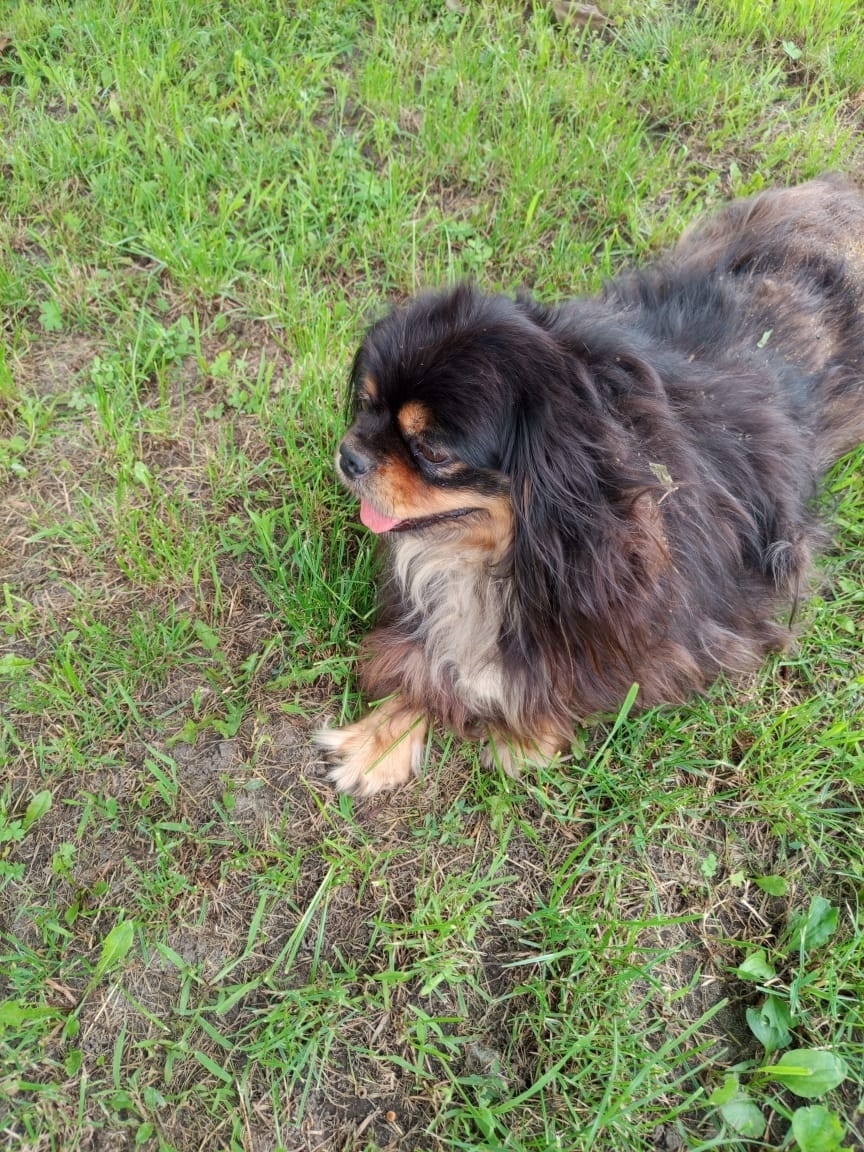 Пропала собака в Брянске — фото объявления