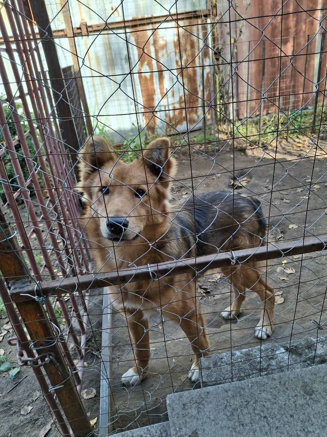 Пропала собака в Брянске — фото объявления